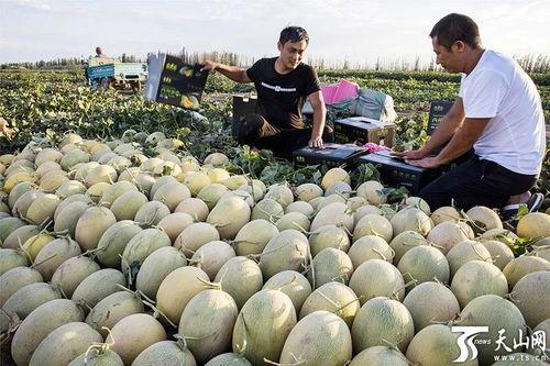 甜瓜爆料炮台视频下载安装,轻松获取热门内容  第2张